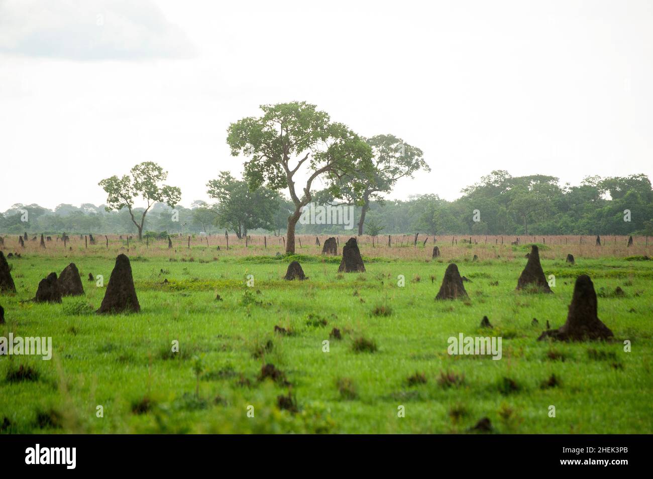 Anthill abounds on the plains of Pantanal of Mato Grosso, Brazil Stock Photo