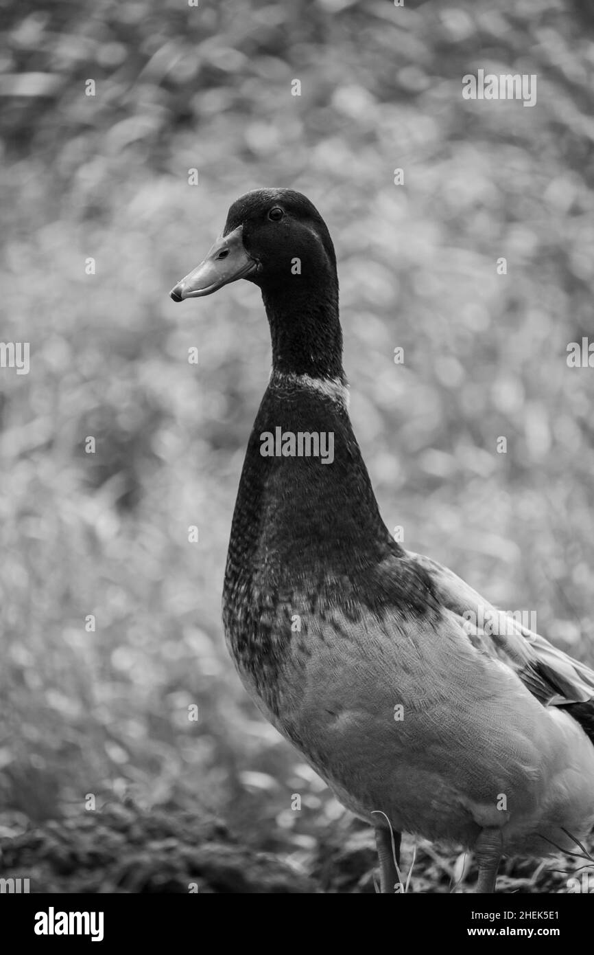 A domestic duck looking just looking for his partner Stock Photo