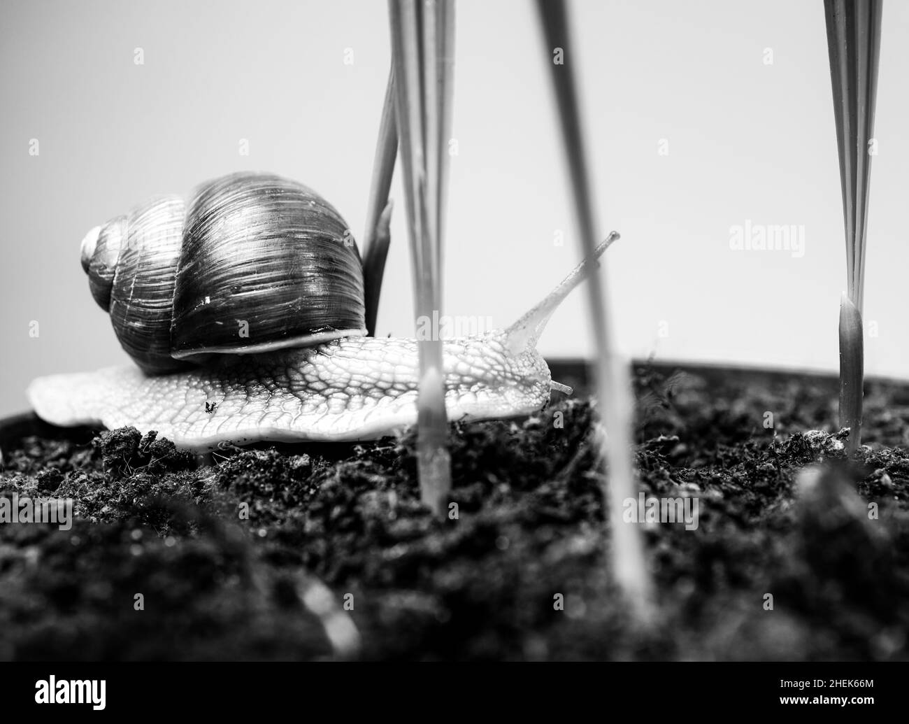 Adorable snail close up. Little slime with shell or snail in plant pot