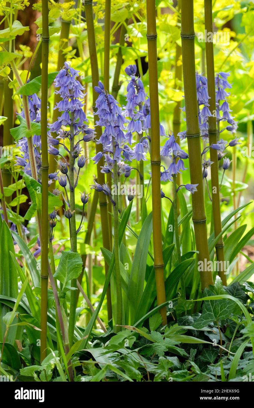 Hyacinthoides hispanica, Spanish Bluebells growing within a clump of bamboos Stock Photo