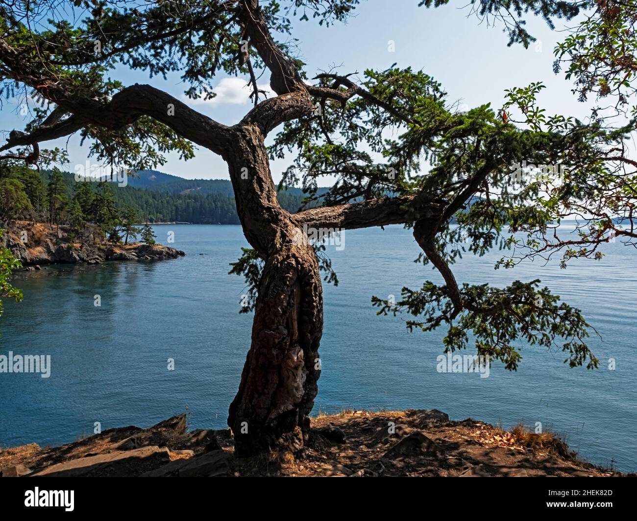 WA21045-00...WASHINGTON - Weathered tree on rocky point at Obstruction Pass Park on Orcas Island; one of the San Juan Islands. Stock Photo