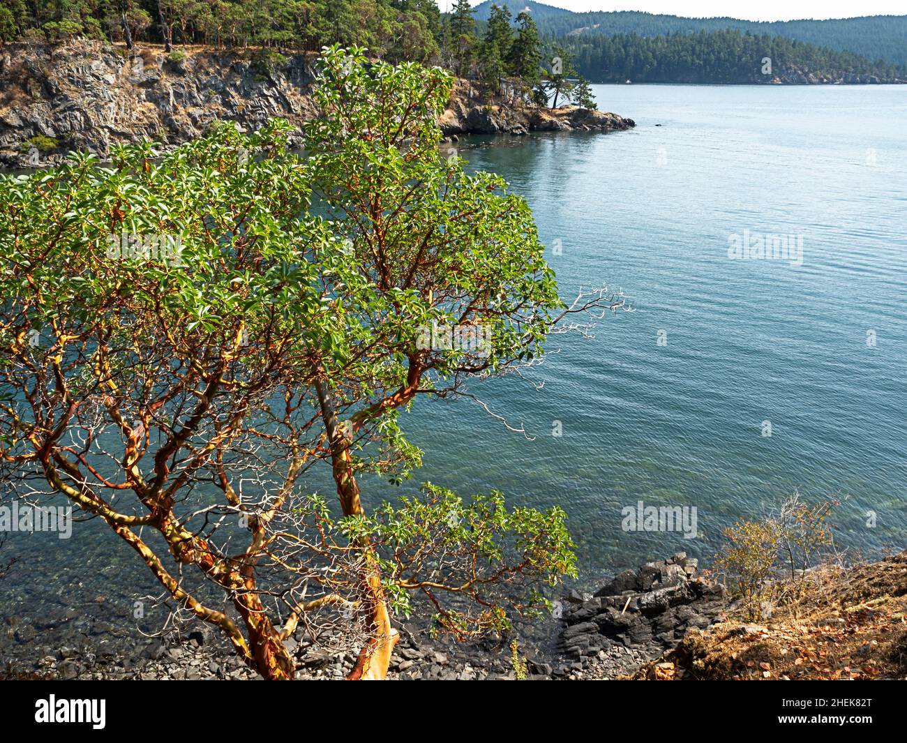 WA21047-00...WASHINGTON - Pacific Madrone tree growing on a headland at the confluence of Obstruction Pass and Buck Bay at Obstruction Pass Park. Stock Photo
