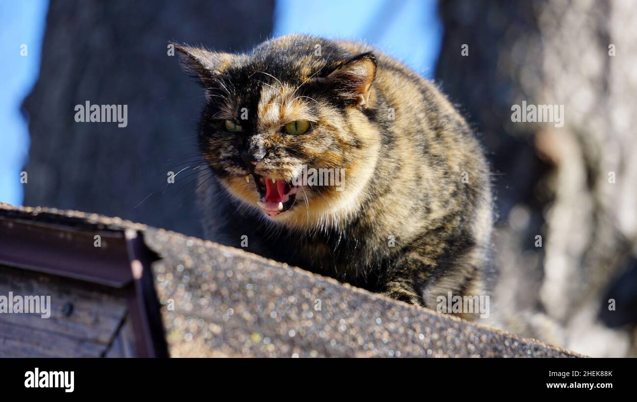 Hissing Cat Domestic High Resolution Stock Photography and Images - Alamy