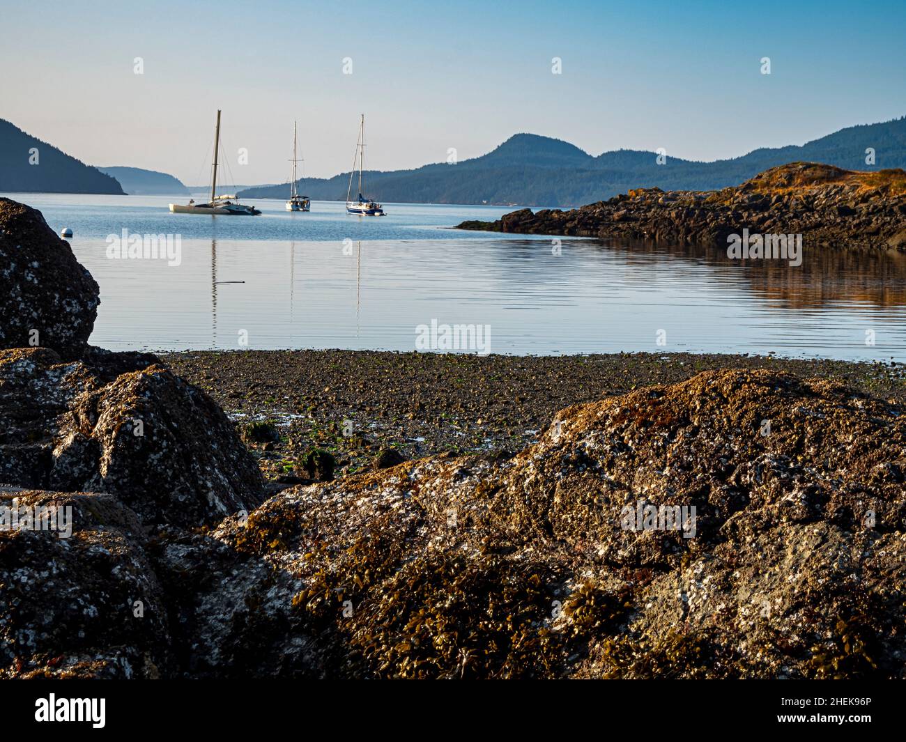 WA21065-00...WASHINGTON - Barnacle covered rocks on the beach at Eastsound on Orcas Island, part of the San Juans Islands group. Stock Photo