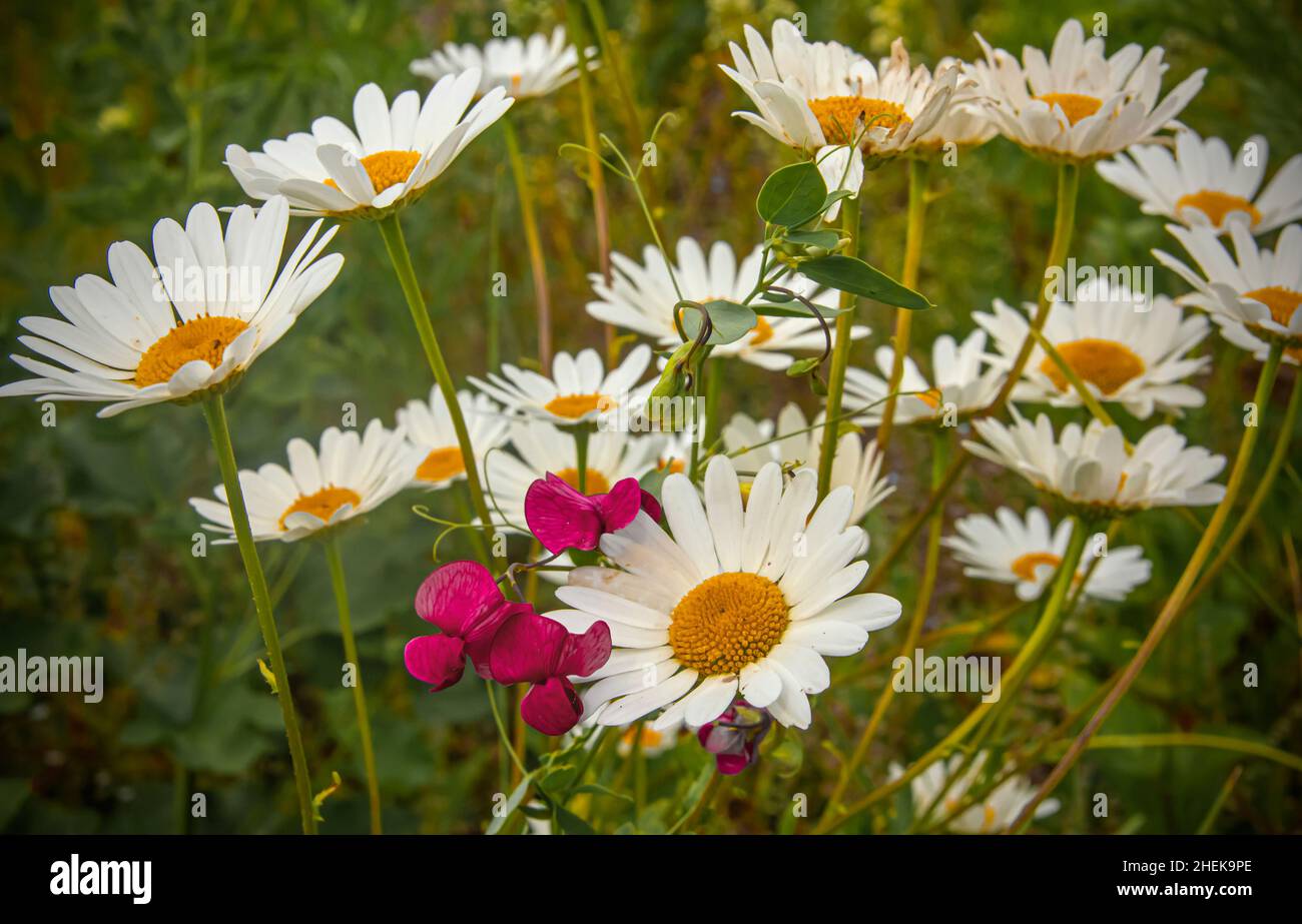 Red meadow pea flowers bloom among the white field chamomile. Stock Photo