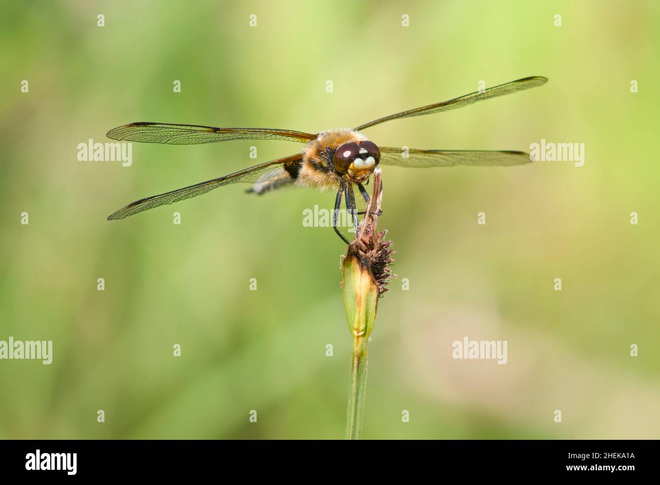 Libellula quadrimaculata, Four-spotted Chaser Dragonfly Norfolk UK Stock Photo