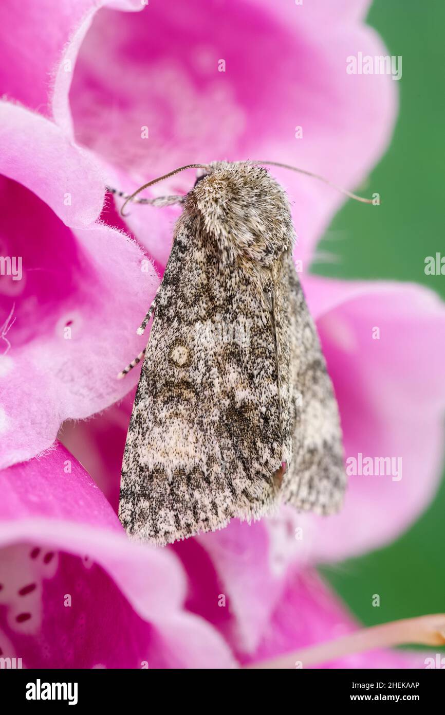 Subracronicta megacephala, Poplar Grey Moth on Foxglove ~ Norfolk UK Stock Photo