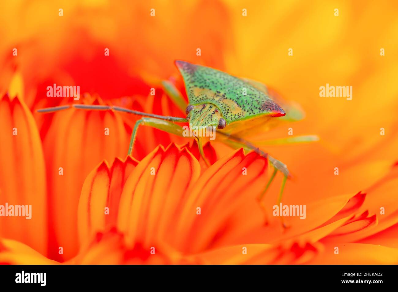 Calendula uk hi-res stock photography and images - Alamy