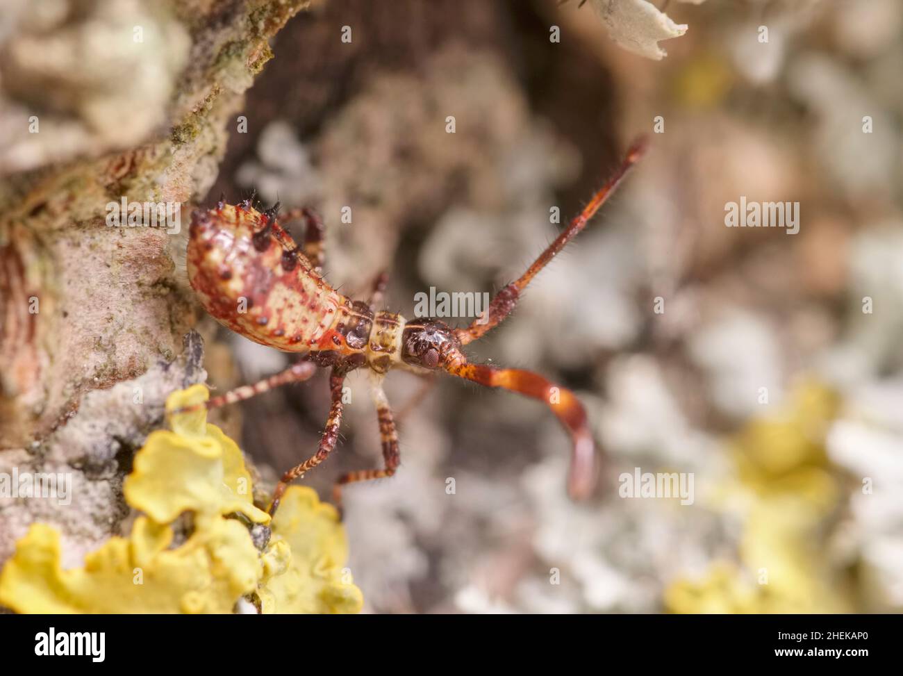 Closeup of Coreus marginatus, Dock bug nymph  Norfolk UK Stock Photo