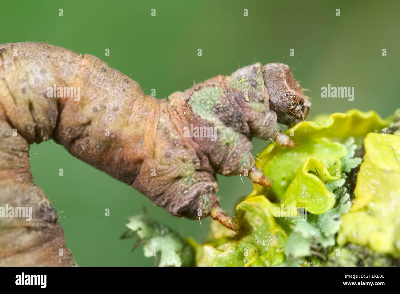 Opisthograptis luteolata, Brimstone Moth Larva  Norfolk UK Stock Photo