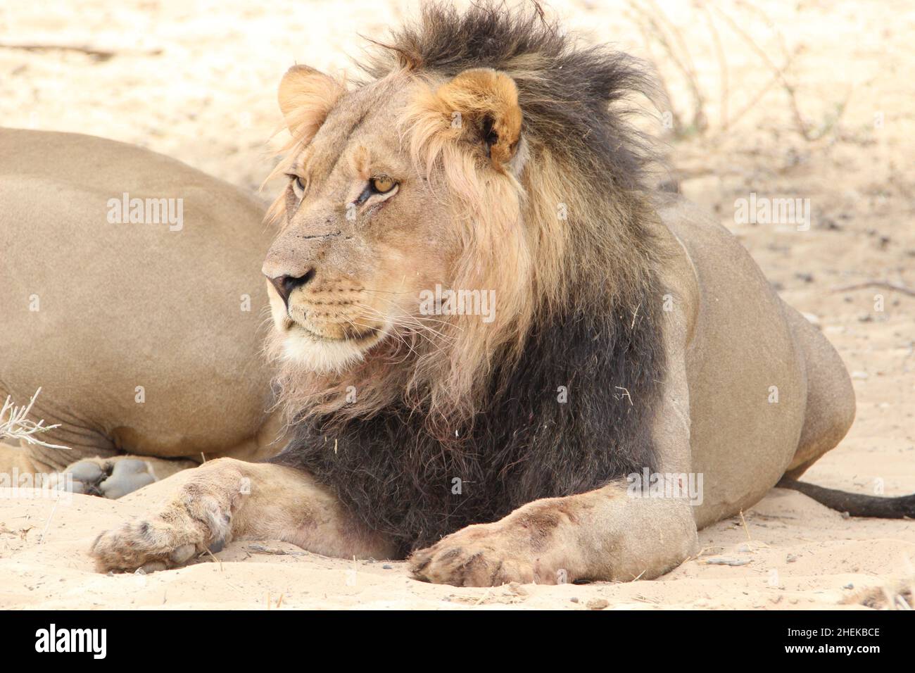 Black-maned Lion of the Kgalagadi Stock Photo