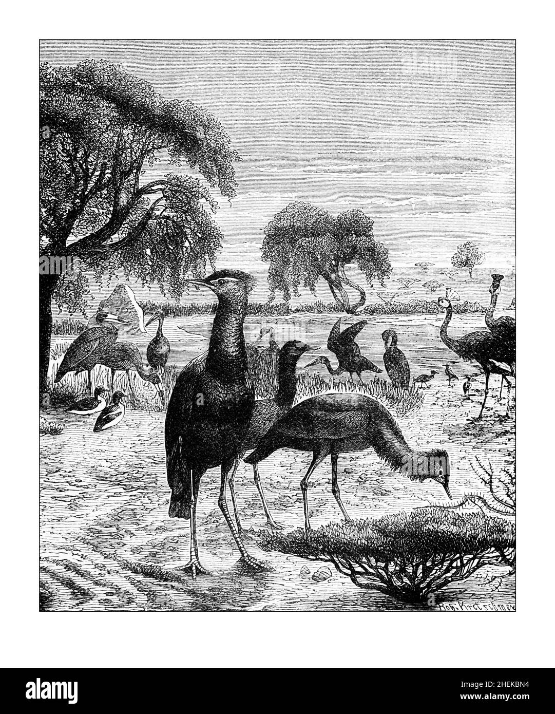 African Birds,  line illlustration from Central Africa, Japan and Fiji published in 1882 by Hodder & Stoughton, London Stock Photo