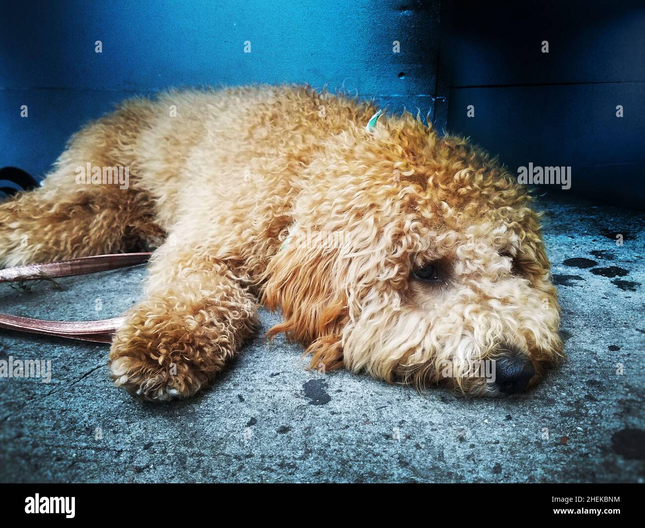 An exhausted, tired puppy dog Stock Photo Alamy