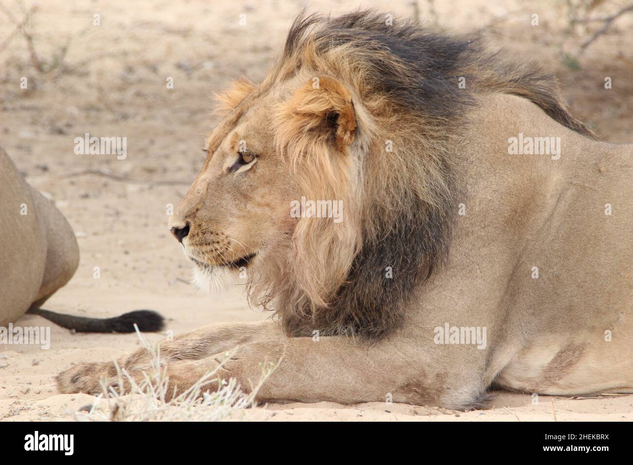 Black-maned Lion of the Kgalagadi Stock Photo