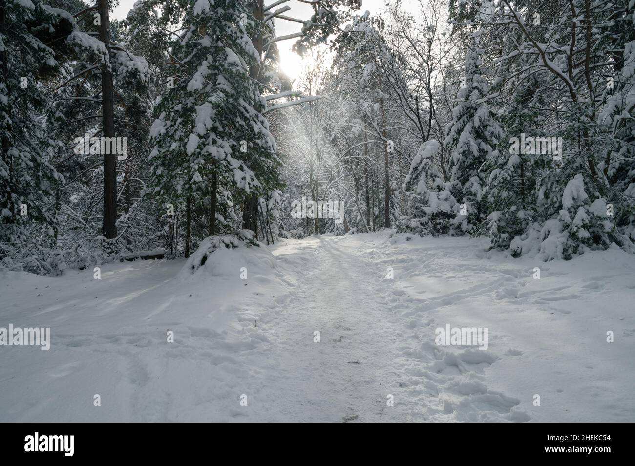Beauty winter landscape with fair trees under the snow Stock Photo - Alamy