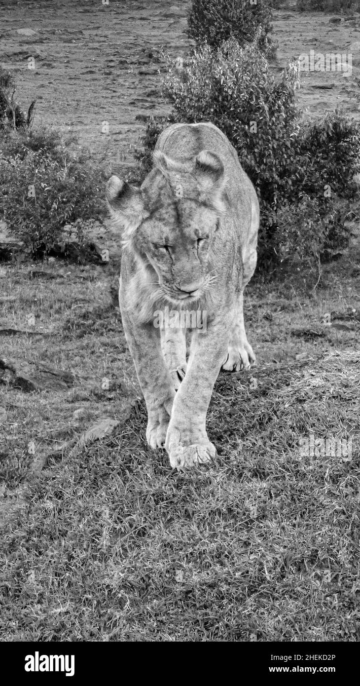 lion rests in the masai mara national park in Kenia Stock Photo - Alamy