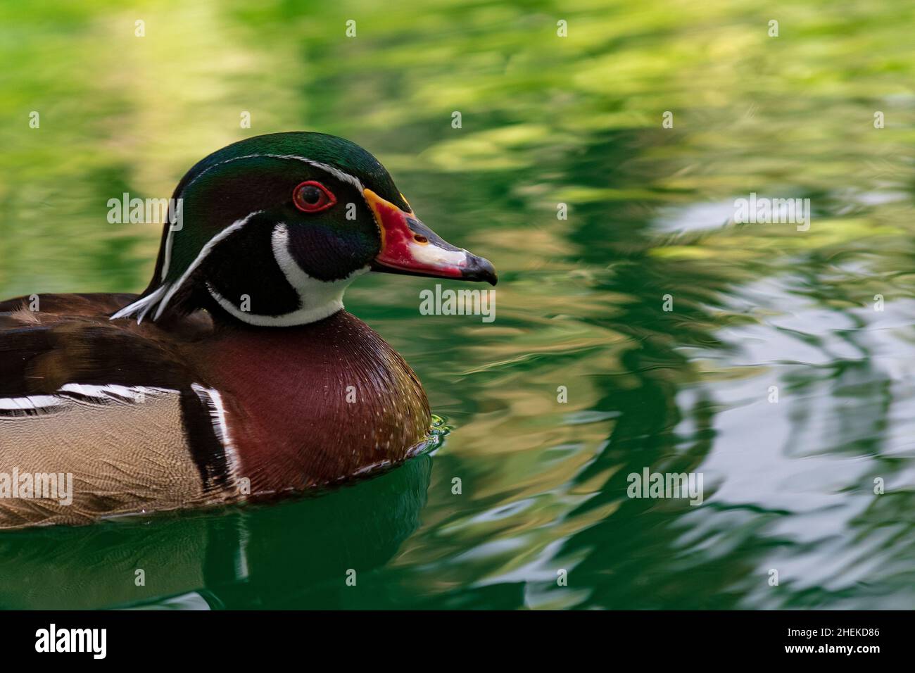 The Florida duck, is a species of anseriform bird of the Anatidae family. Stock Photo
