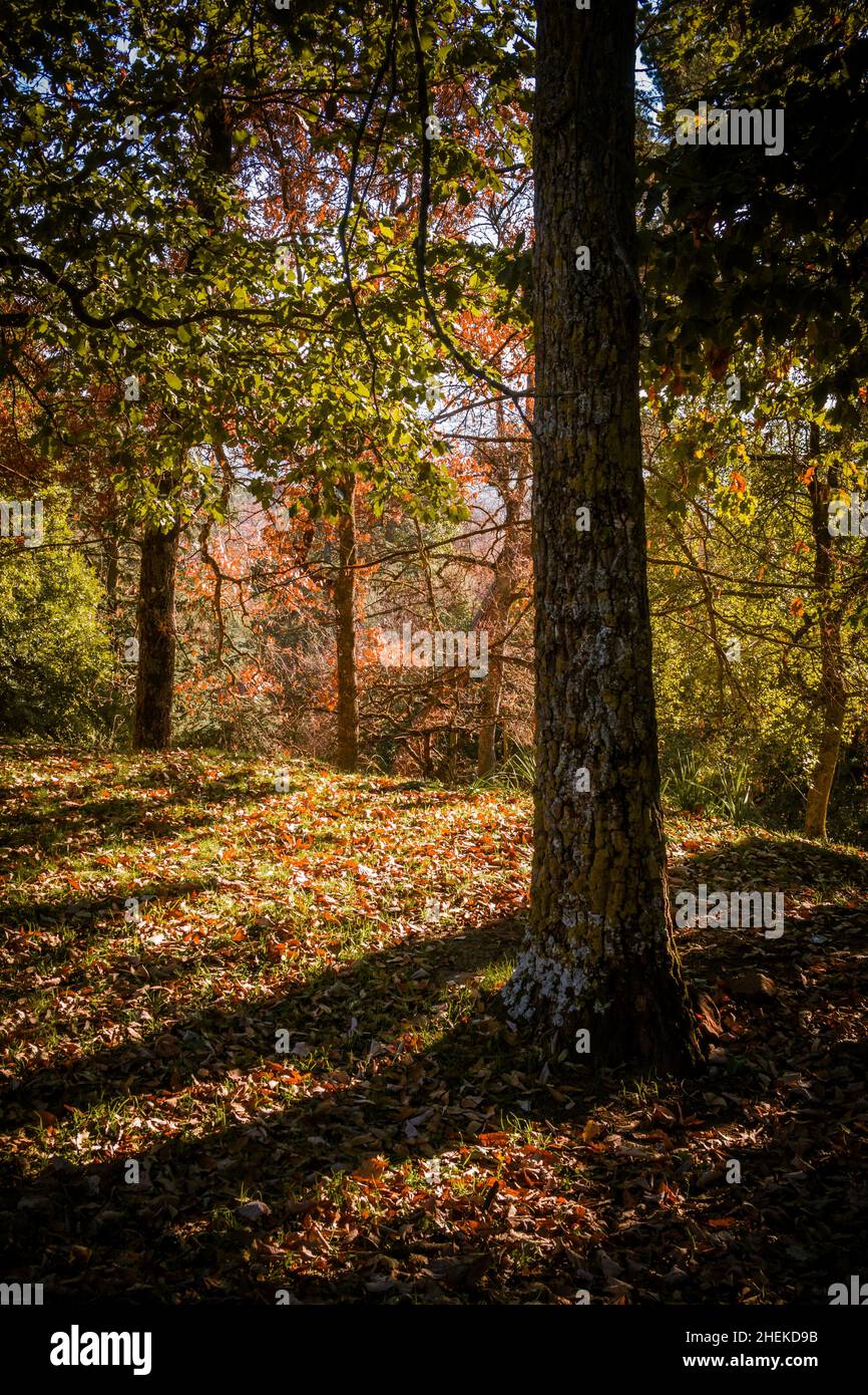 the forest in autumn Stock Photo - Alamy
