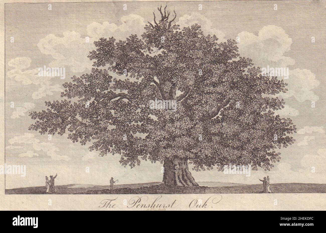 View of Sidney or Bear Oak. 1,000 years old; expired 2016. Penshurst, Kent 1794 Stock Photo