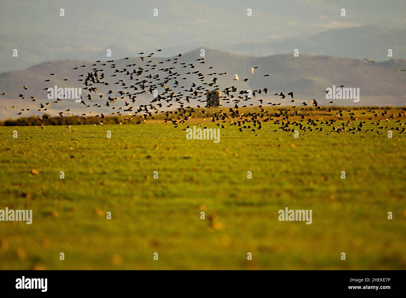 The common linnet is a species of passerine bird in the Fringillidae ...