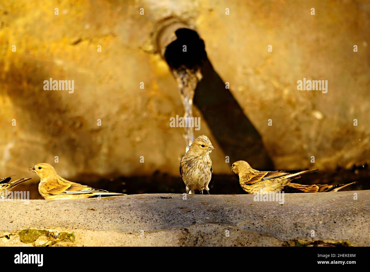 The common linnet is a species of passerine bird in the Fringillidae ...