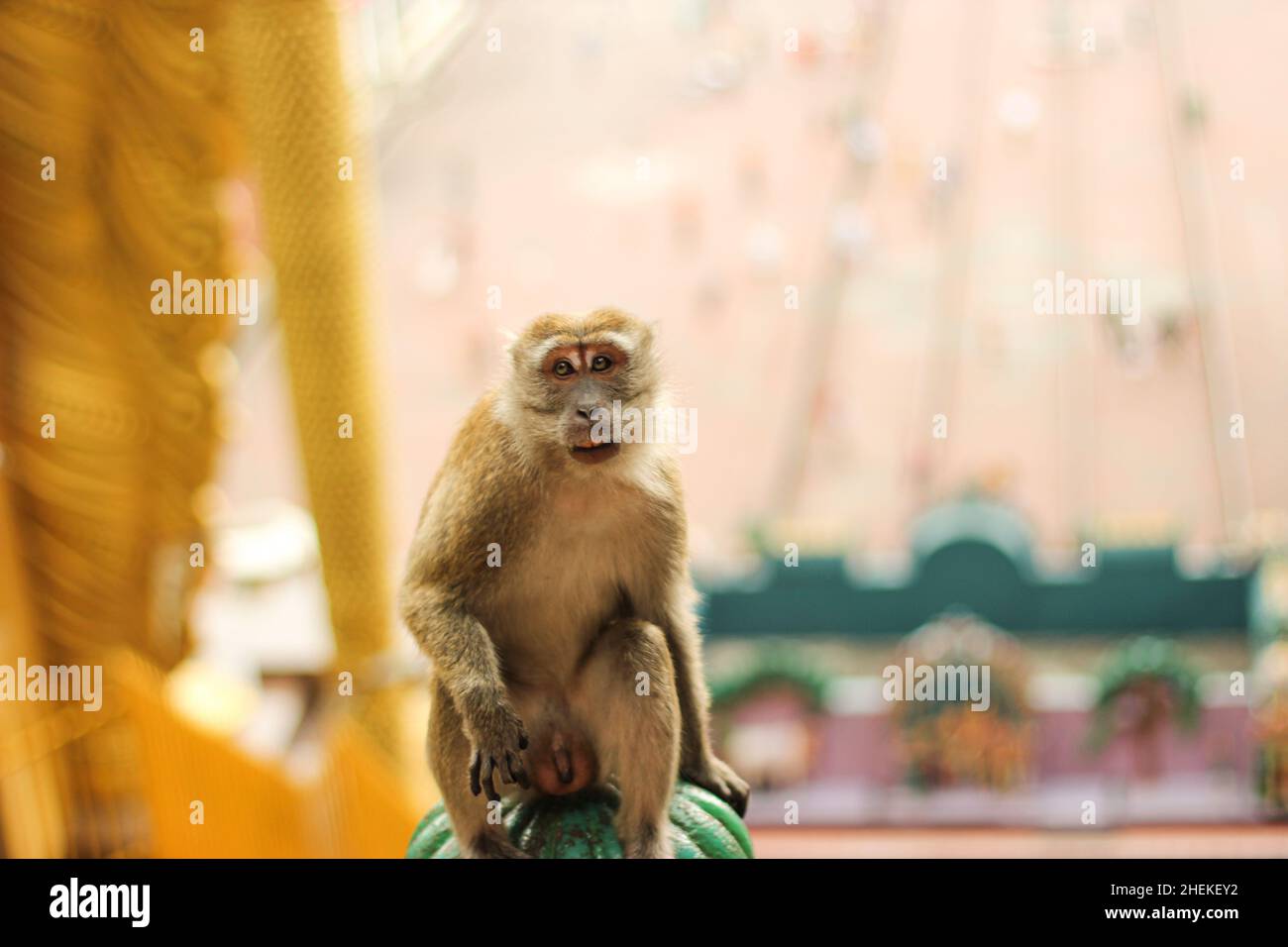 A macaque at Batu Caves, Kuala Lumpur, Malaysia. Gold statue of Lord Murugan Stock Photo