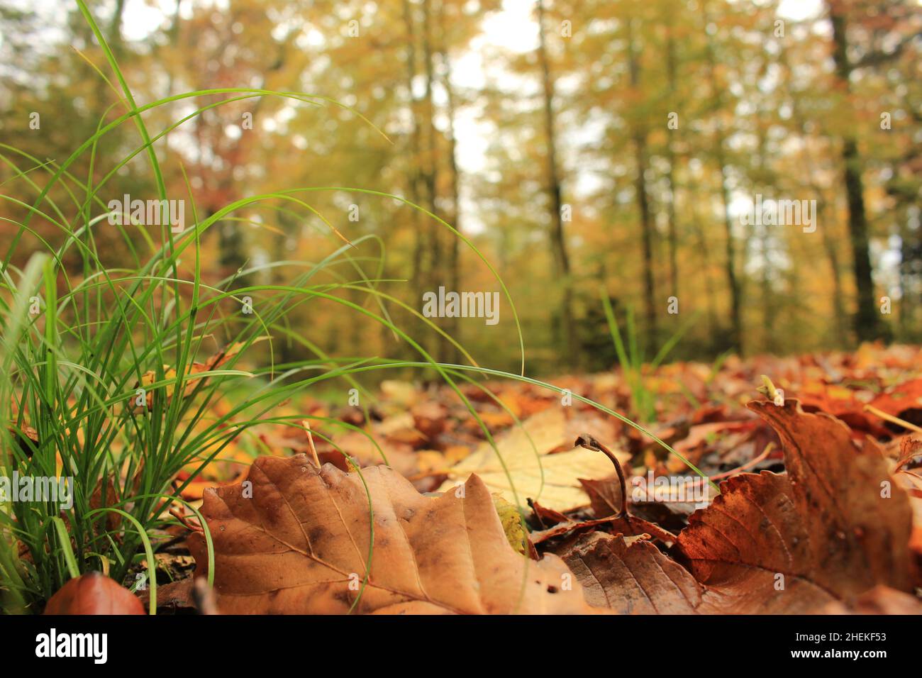 New grass growth among fallen autumn leaves. Nature background revival concept Stock Photo