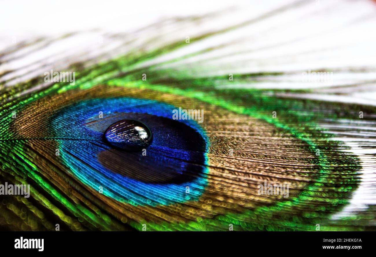 Peacock feather with water drop at center Stock Photo