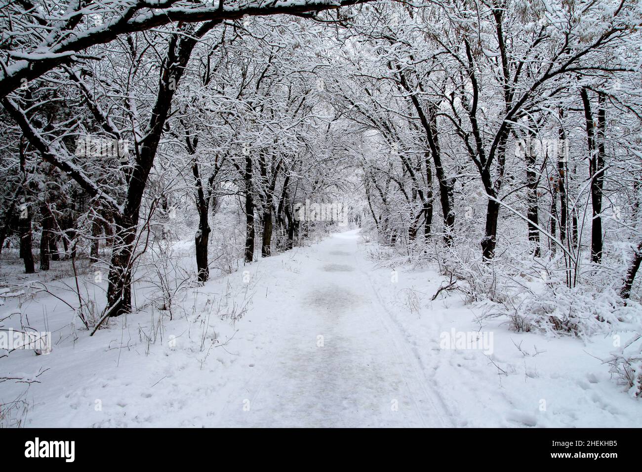 Road in the winter forest between trees Stock Photo - Alamy