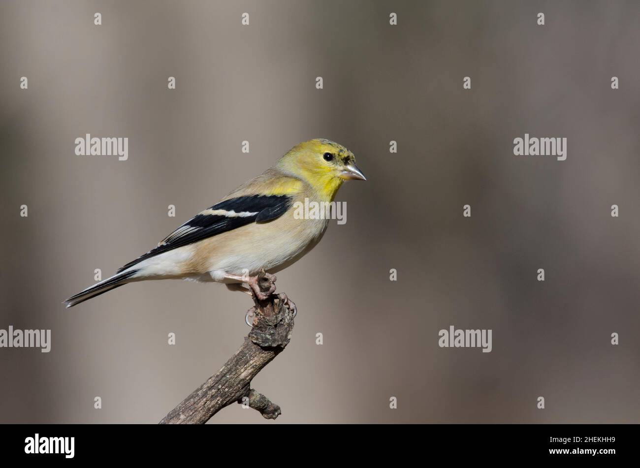 American Goldfinch, Spinus tristis, winter plumage Stock Photo - Alamy