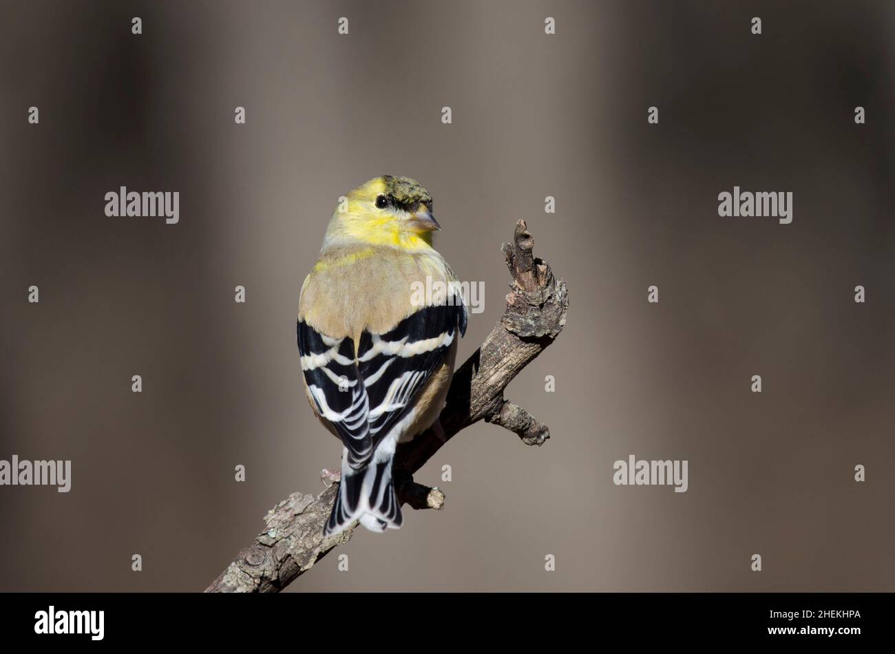 American Goldfinch, Spinus tristis, winter plumage Stock Photo - Alamy