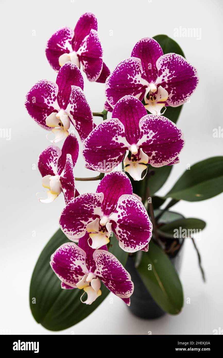Spotted purple phalaenopsis orchid close up Stock Photo