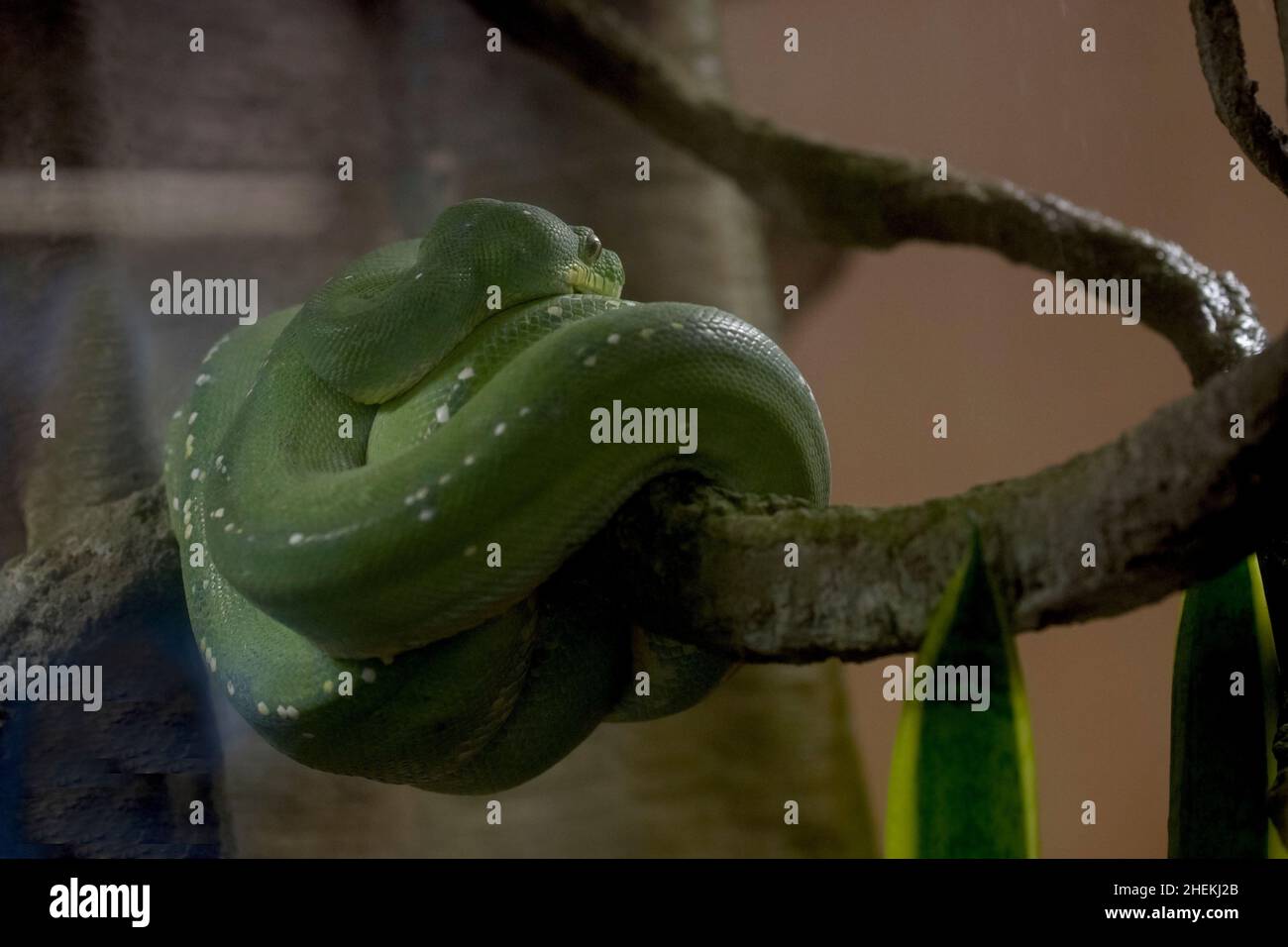 Python venomous snake resting inside a cage Stock Photo - Alamy