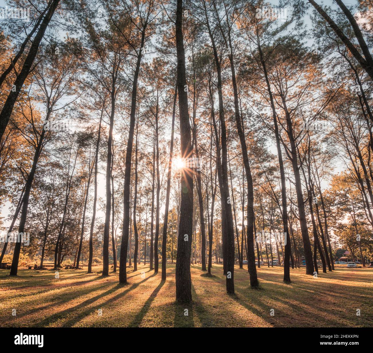 Panorama of sunset through the pine trees in autumn forest on ...