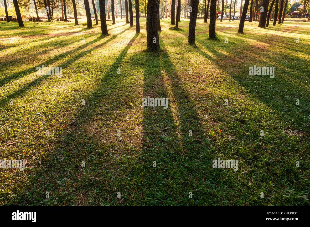 Sunlight shining through pine trees in the forest at evening Stock Photo