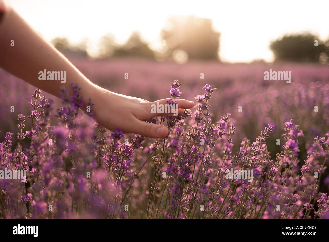 Woman's hand touching lavender on the field feeling nature. Summer evening and the girl's hand with lilac lavender flowers. Nature and relaxation Stock Photo