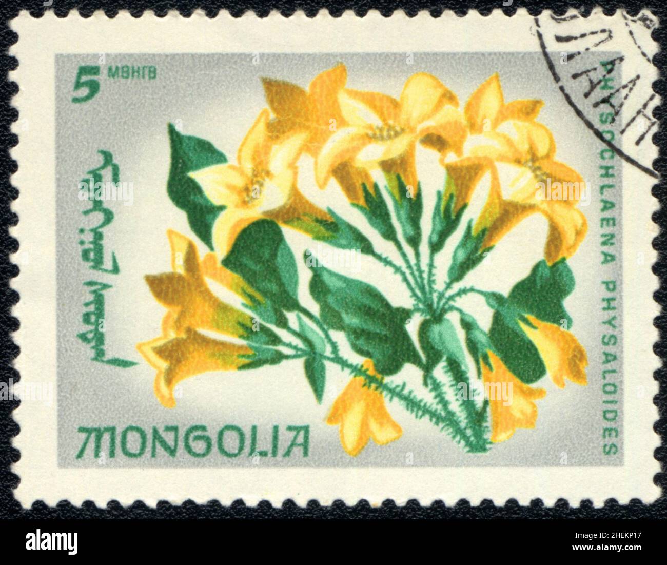 A postage stamp shows Yellow flowers of Physochlaina physaloides or Tampram, Mongolia 1999 Stock Photo