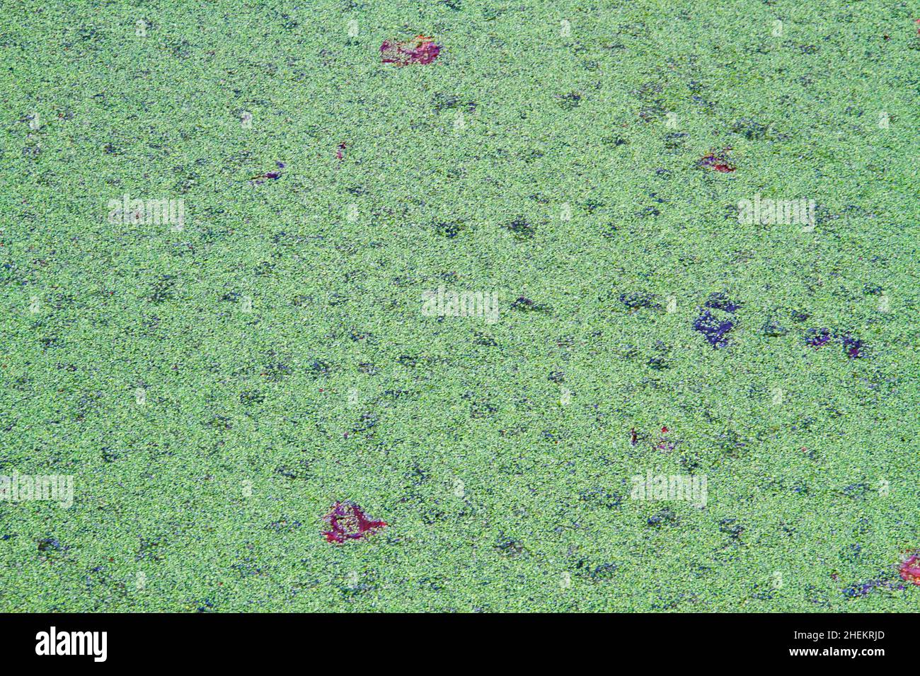Water completely covered with a layer of Duckweed Stock Photo