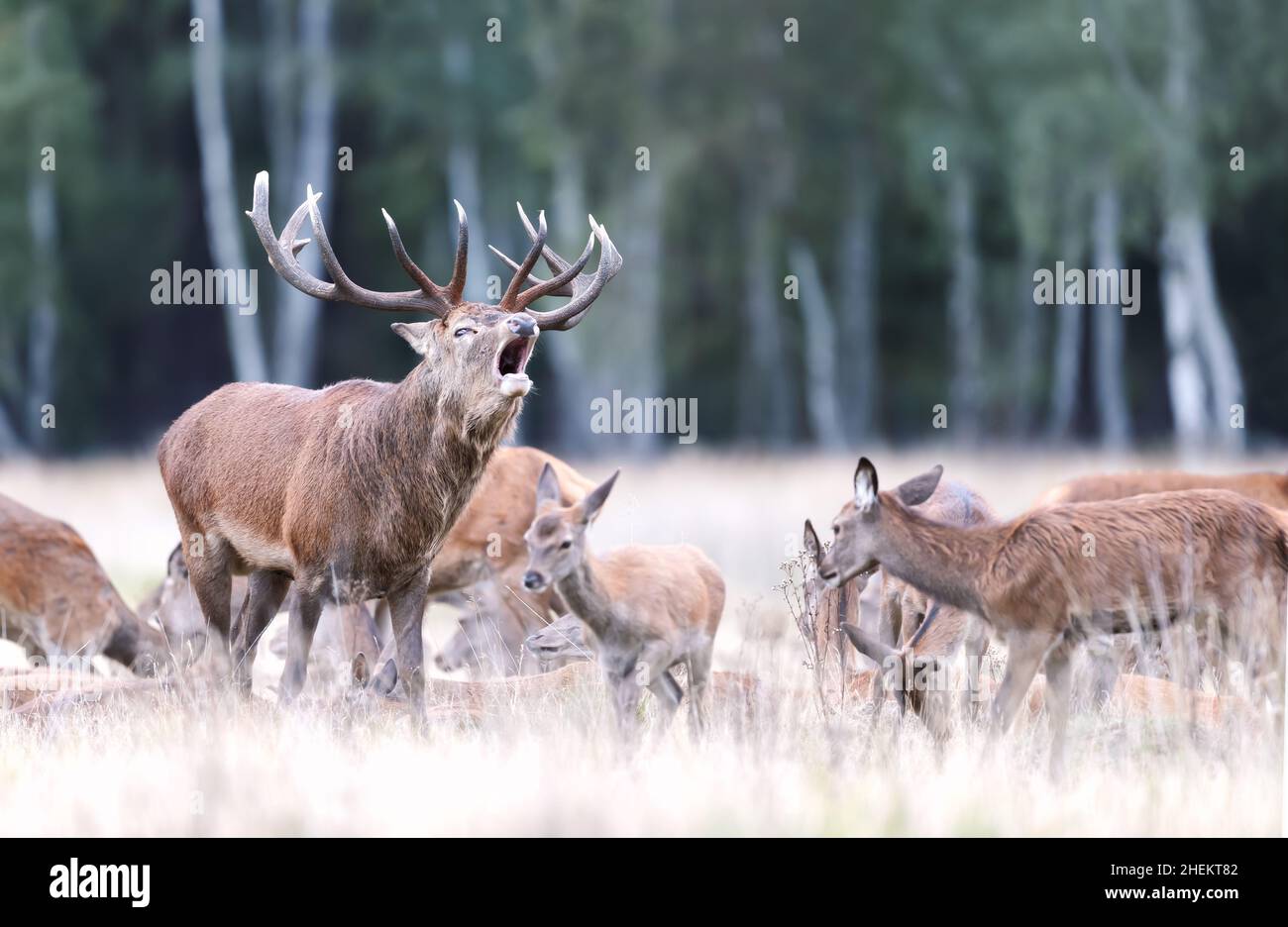 Close up of a Red Deer stag bellowing surrounded by a group of hinds during rutting season in autumn, UK. Stock Photo
