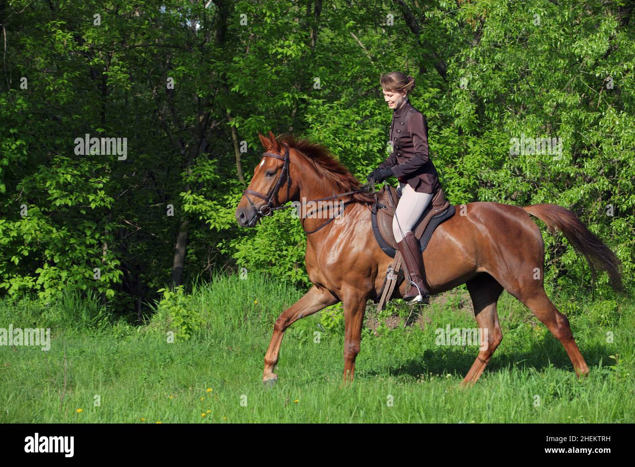 Beautiful equestrian women rides galloping horse in woods glade at sunset Stock Photo