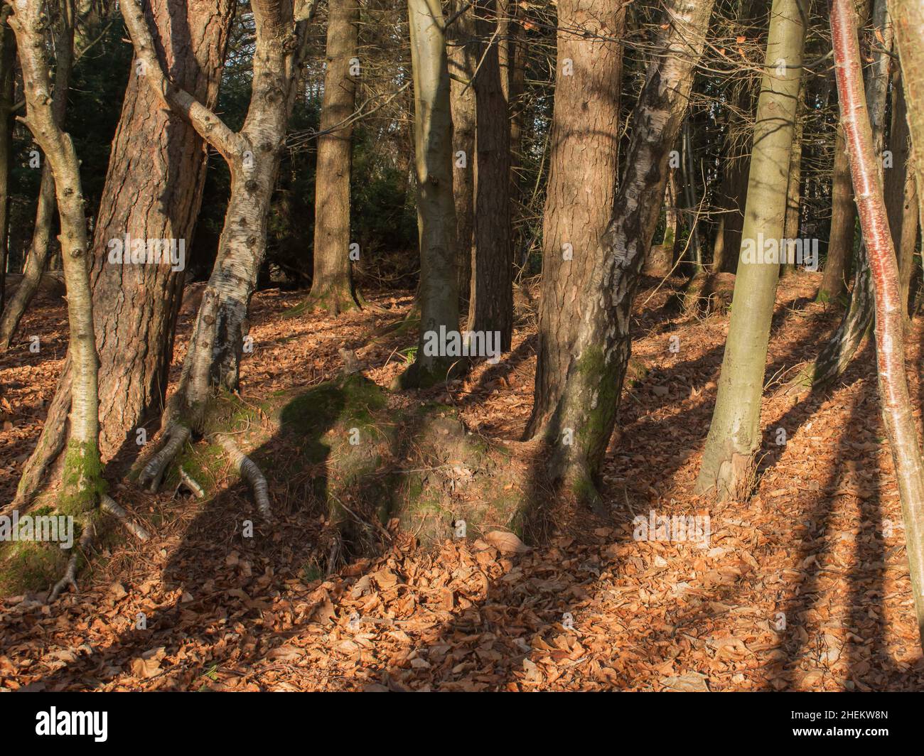 The watcher in the woods. A shadow looks out into  the long trunk shadows in the sunlight woods. Stock Photo