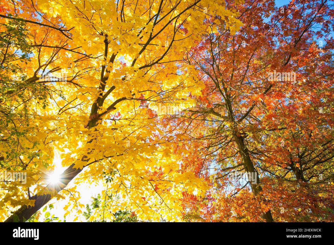 Colorful maple leaves in the sunlight in fall Stock Photo