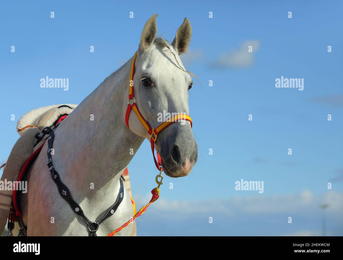 White andalusian horse portrait on summer nature background Stock Photo