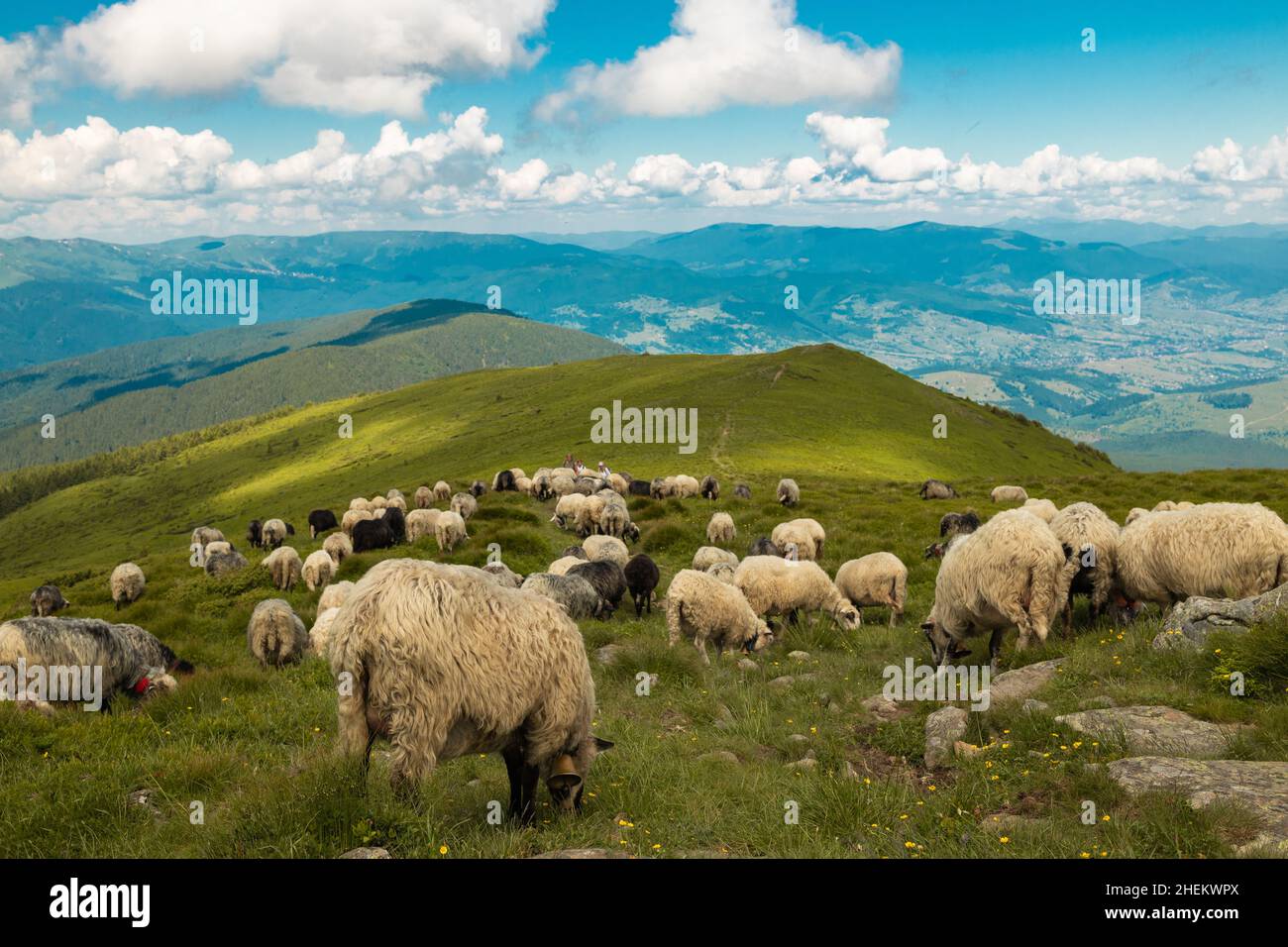 A flock of sheep pasturing and walking in the mountains. Beautiful ...