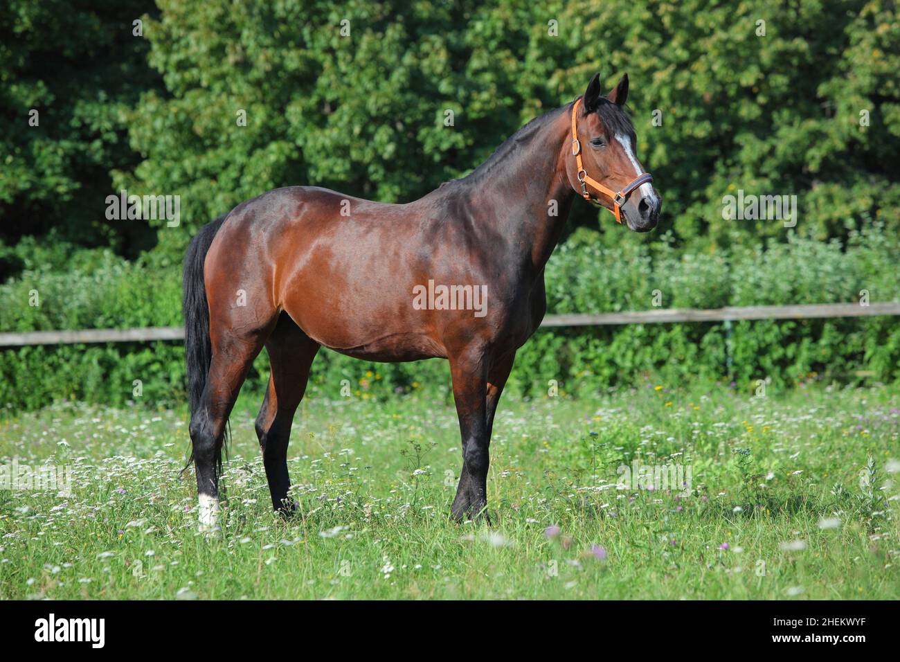Dressage sportive horse portrait in green forest glade background Stock Photo