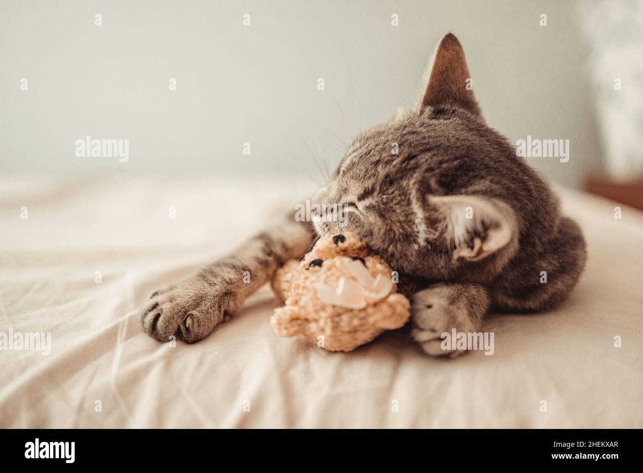 A cute tabby kitten lies in an embrace with a soft teddy bear toy on the bed. The cat sleeps on the sofa in the living room. Sweet dream, wake up in Stock Photo