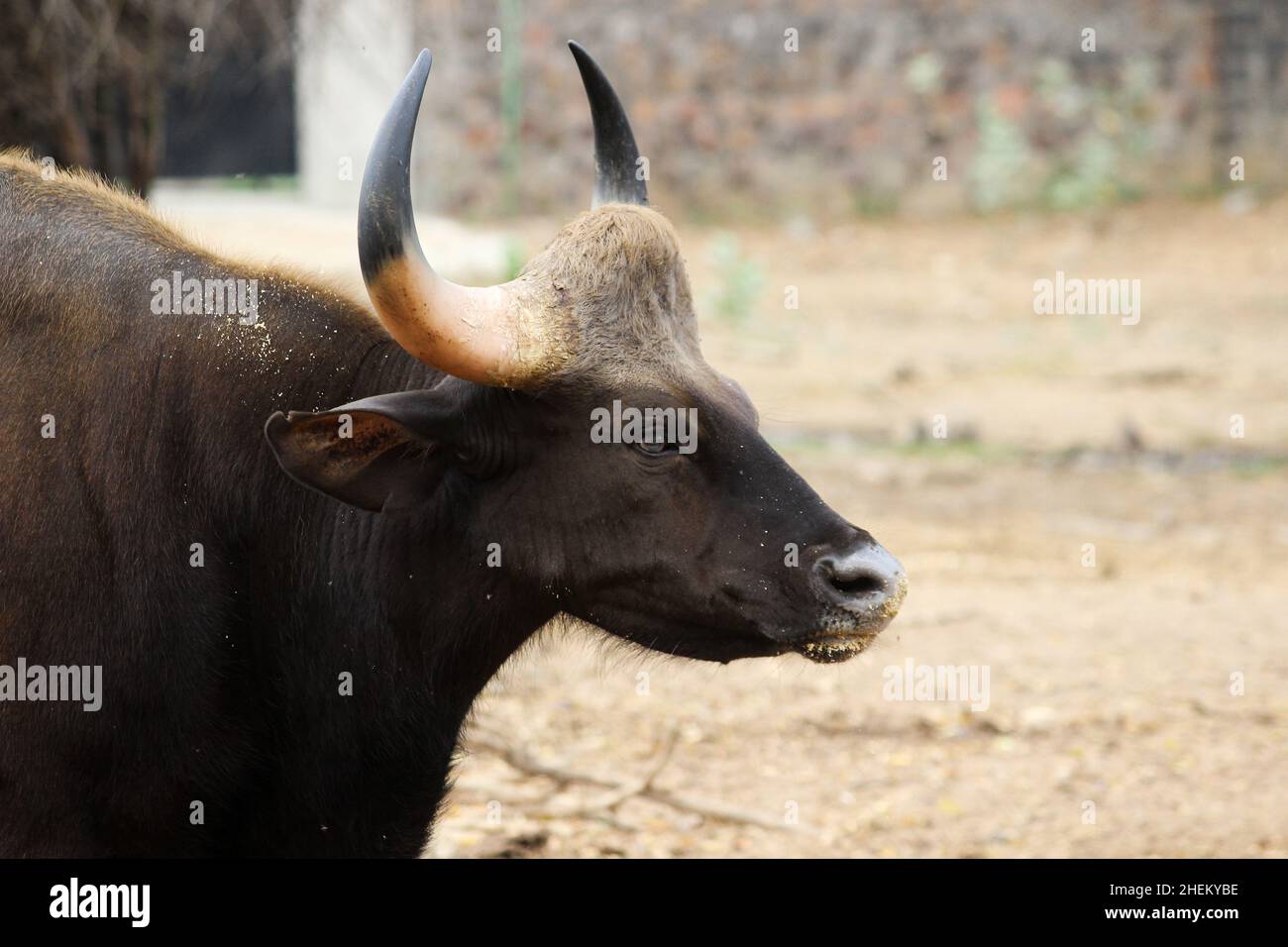 Gaur is also known as the Indian bison, is a bovine native to South and Southeast Asia, and has been listed as Vulnerable Stock Photo
