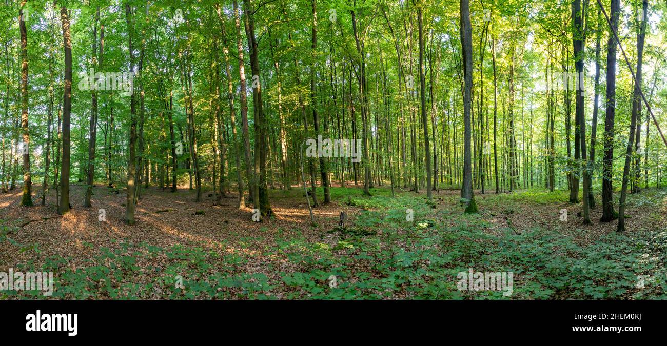 Panoramic view deciduous forest hi-res stock photography and images - Alamy