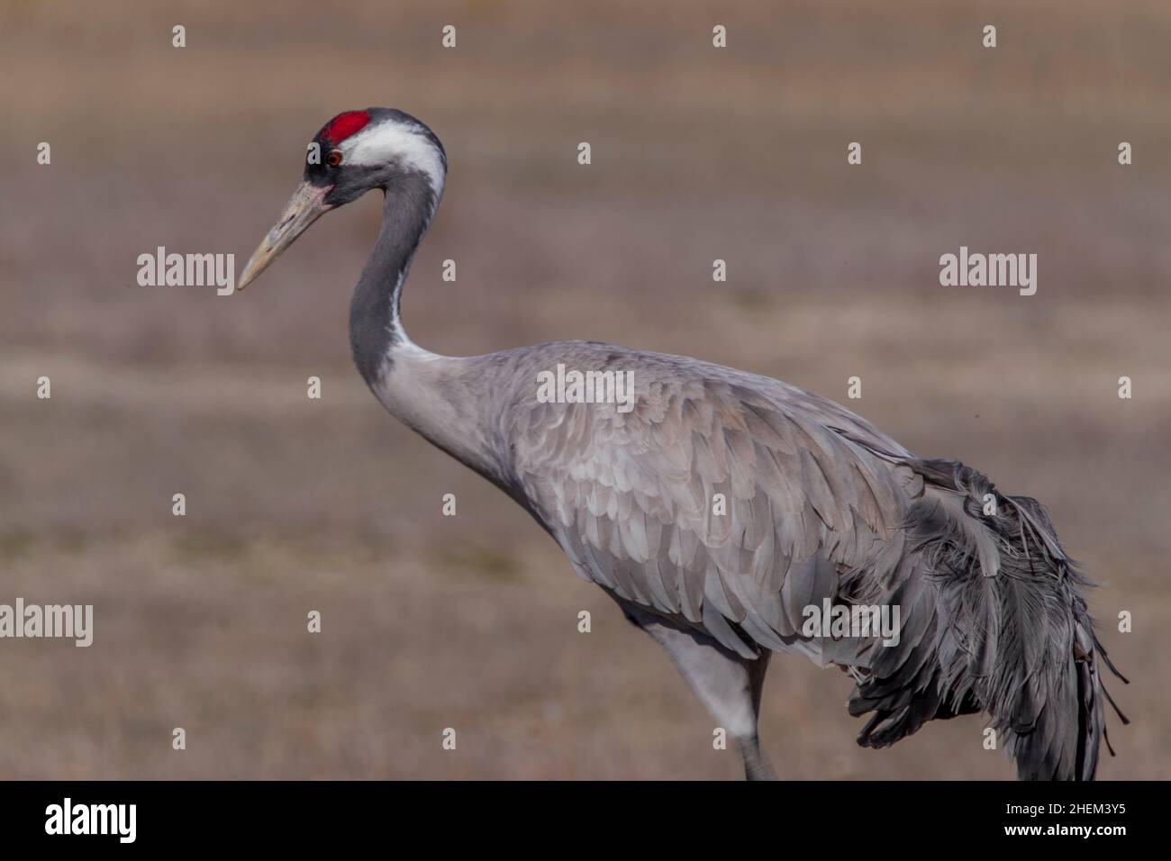 The great migration of the cranes to the big North. February in Gallocanta lake, Teruel Spain Stock Photo