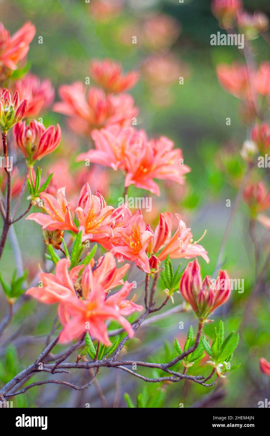 Branch of red azalea flowers with soft focus. Rhododendron is a flowering evergreen shrub. Herbal background Stock Photo